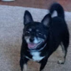 Meet your Posher, Elisha